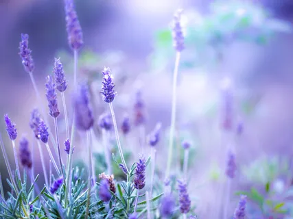 Divine Peace For Hospice And Transitioning