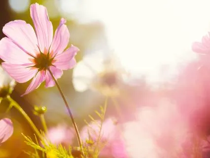 Divine Presence: Breath Of Presence