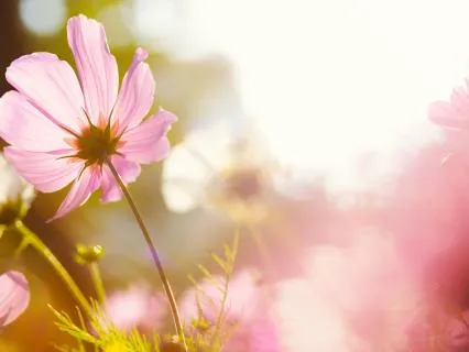 Divine Presence: Letting Go Of Thoughts