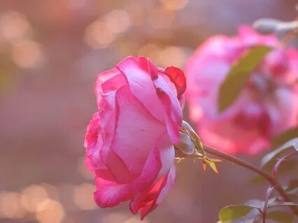 Divine Purpose Activation With Spirit Guide