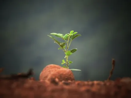 Divine Seedling Yoga Nidra For Grounded Self-Growth