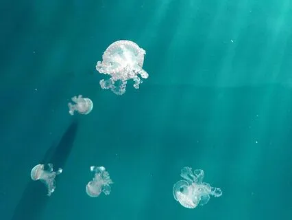 Divine Sleep Activation