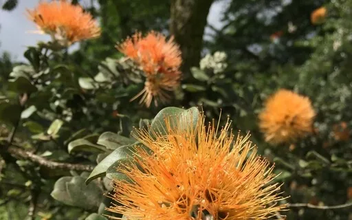 Divine Soul Self Meditation 