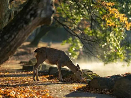 Divine Tenderness For Embodying Awakening