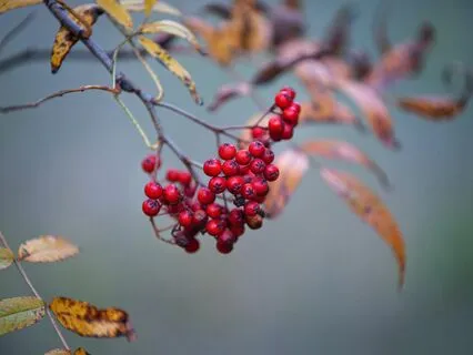 Divine Timing Tarot Reading For Good Health