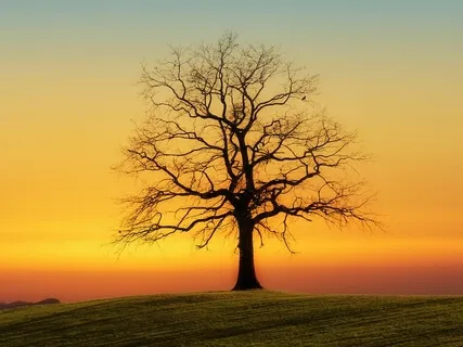 Divine Tree Meditation