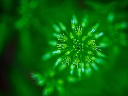 Divine Vitality Invocation