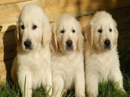 Diving Into Divinity: The Three Golden Women