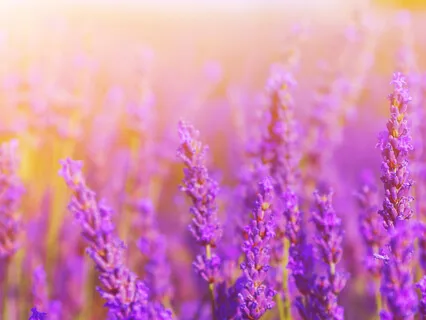 Divinity (All Hz) Solfeggio Scale