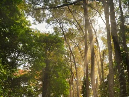 DMT Alkaline Breathing - 3 Rounds (Jungle Edition)