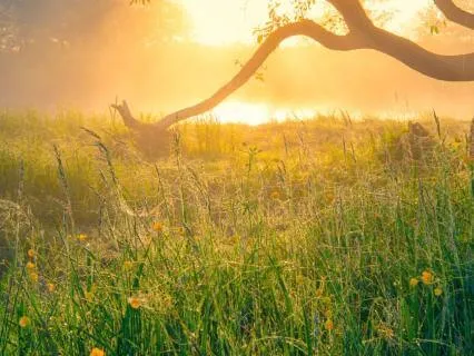 DNA Alchemy: Nourish The Heart