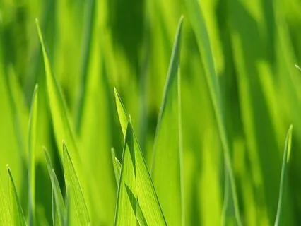 Do Earthing Mats Work For Pain And Sleep? My Healing Story