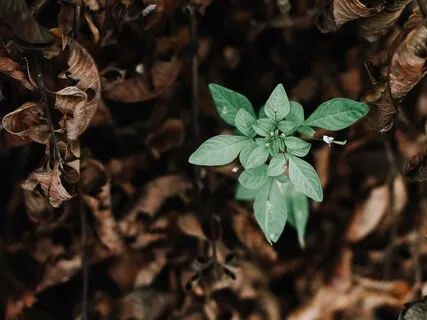Centering The Storm: Do Not Try To Stop Thinking! Be A "Fly On The Wall"