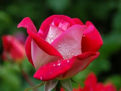 Do You Feel The Urge To Rescue? - June 16