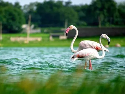 Do You Have Fear Death, How And Why