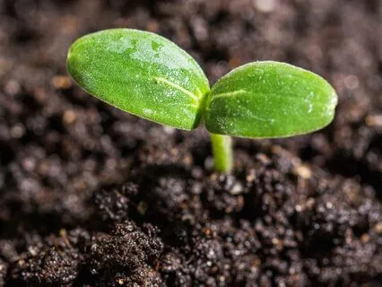 Do You Know How to Start Over?