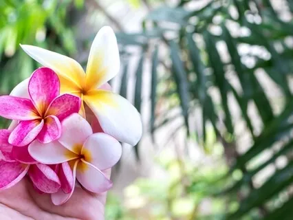 Do You Know Mind Meditating You Are Mediator & Something