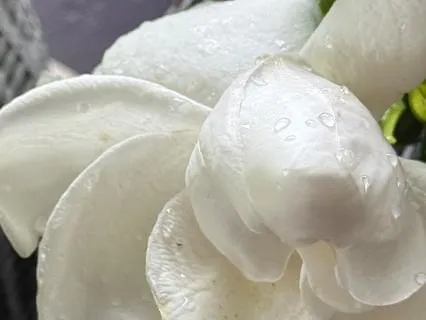 Do You Listen To Tisten To The Silence?