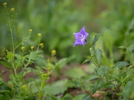 Does Meditation Improve Our Lives?-dharma Q&A On Meditation