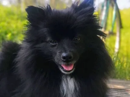 Dog Meditation For Unconditional Love