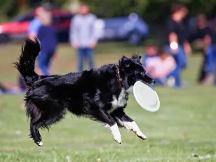 Dog Playing Fetch (Live Request)