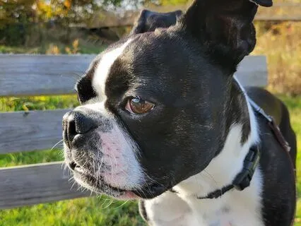 Dog Yoga "Doga" & Meditation