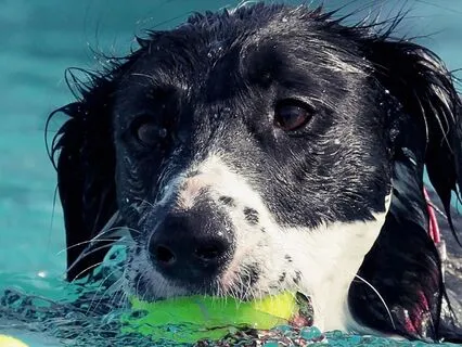 Doggie Paddle At The Pool - Bedtime Story