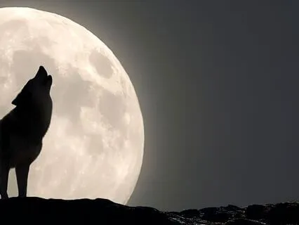 Dogs Howling In The Distance