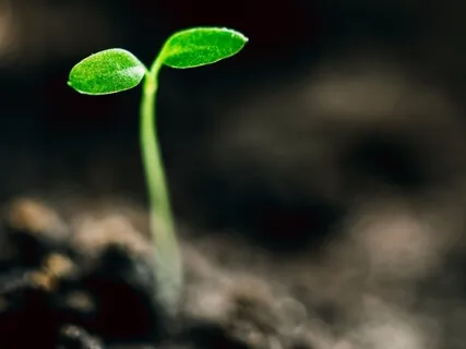 Doğum Öncesi Benlik Meditasyonu