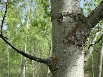 Doing Vs. Meditating (A Moment Of Meditation)