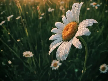 Dolly Parton Inspired Yoga Nidra