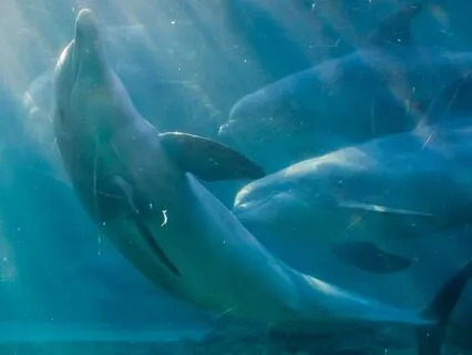 Dolphin Adventure- Yoga Nidra Sleep Story