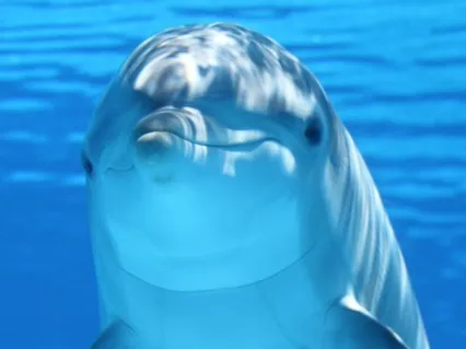 Dolphin Bliss Guided Meditation