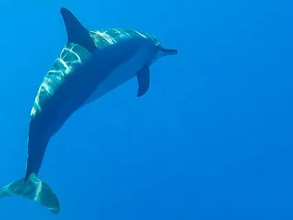 Dolphin Breath Meditation