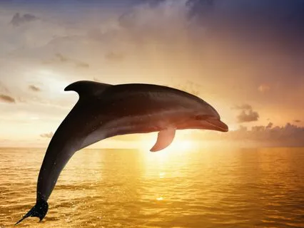 Dolphin Sound Meditation