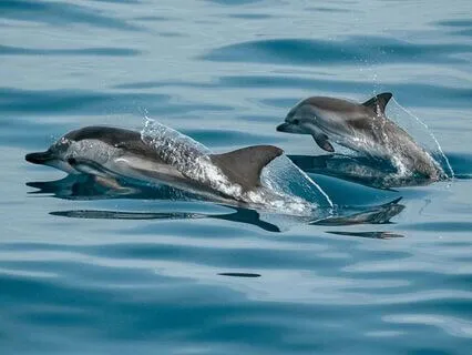 Dolphin Spirit Animal