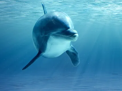 Meditative Adventure Of Universal Connection