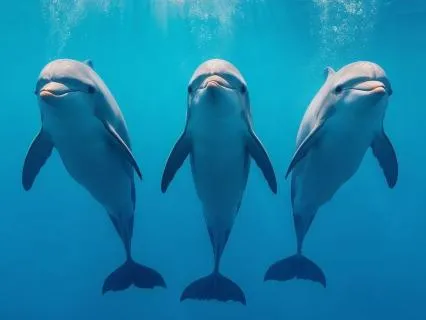 Dolphin Waves: Underwater Music For Relaxation