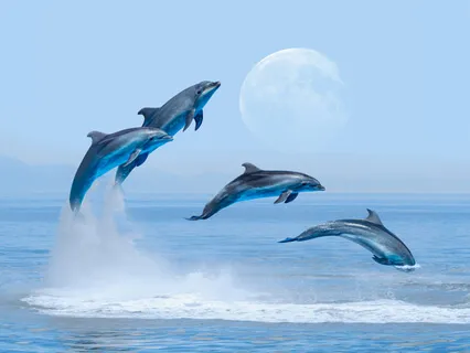 Dolphins (Spirits Of Water)