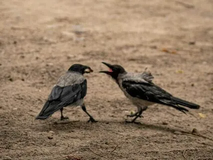 Don't Be Fooled: Challenge Opinions