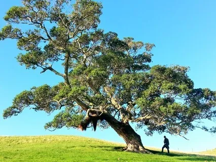 Don't Let The Program Run Your Life