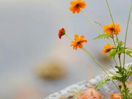 Don't Rush Meditation For Patience And Clarity