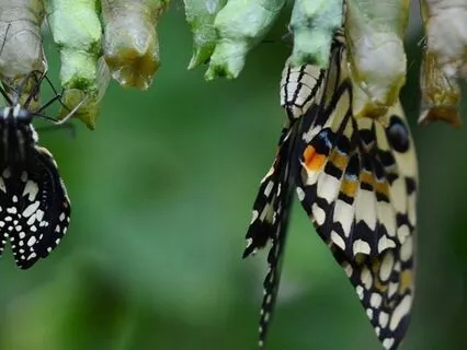 Don’t Want To Transform