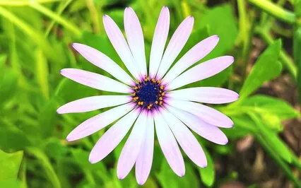 Don't Buy Me Flowers, Buy Me Seeds