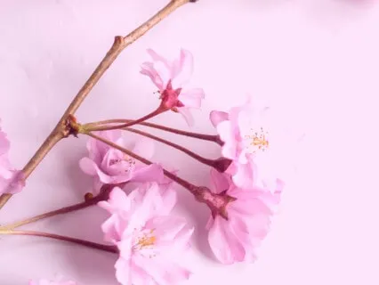 Don't Give Up (Song Affirmation)