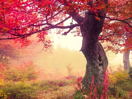 Don't Look For Anything Else