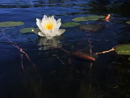 Doorway To The Akashic Records