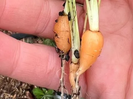 Dormant Seeds: Bringing Patience To Our Practice