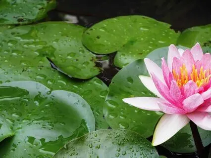 Doubts Neutralized. Peace And Flow Achieved.