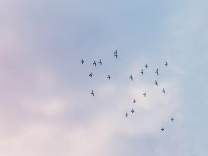 Dove From Far Away (Yonat Rekhokim)